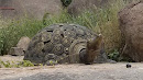 Tortoise on the Rock