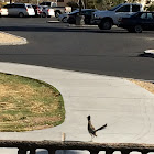 Greater Roadrunner