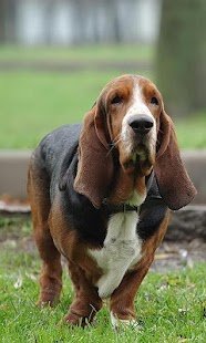 Free Basset Hounds Wallpapers APK for PC