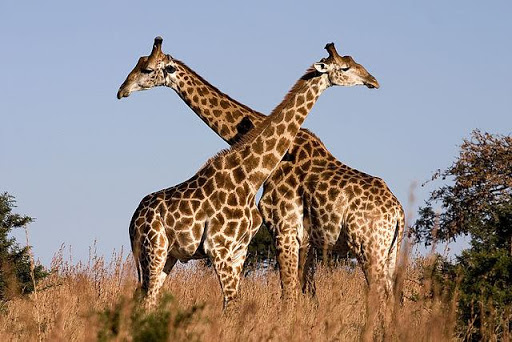 Giraffe Jigsaw Puzzle