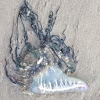 Portuguese Man o' War