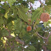 Fruitballs on Sycamore Tree