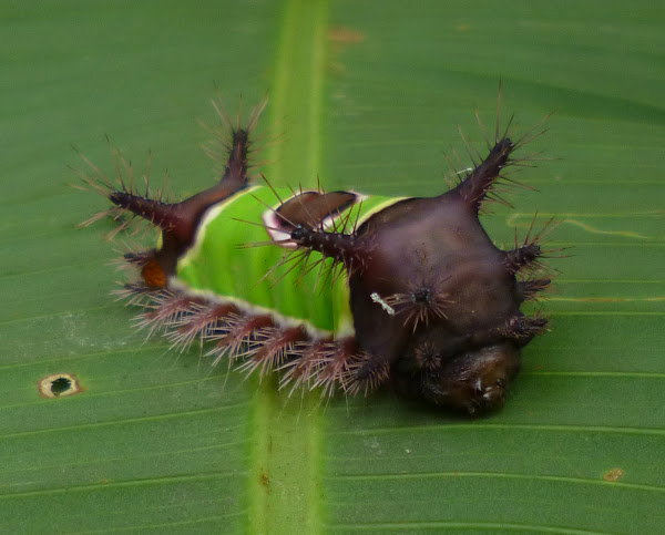 Saddleback Caterpillar | Project Noah