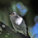 Little Pied Flycatcher - Female