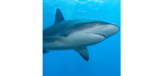 Shark Puzzle APK