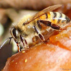 European honey bee