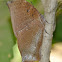 Moruus Leafwing Butterfly