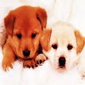 3D cute dog 66 logo