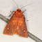 Melese moth