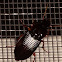 Pennsylvania Dingy Ground Beetle