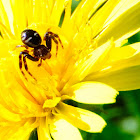 Crab spider, araña cangrejo