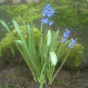 Early flowering Spanish Bluebells