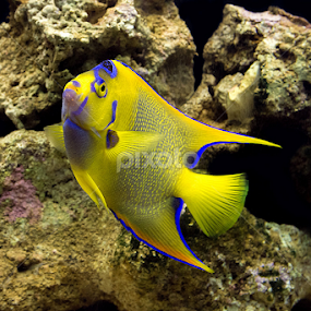 by Helio Santos - Animals Fish