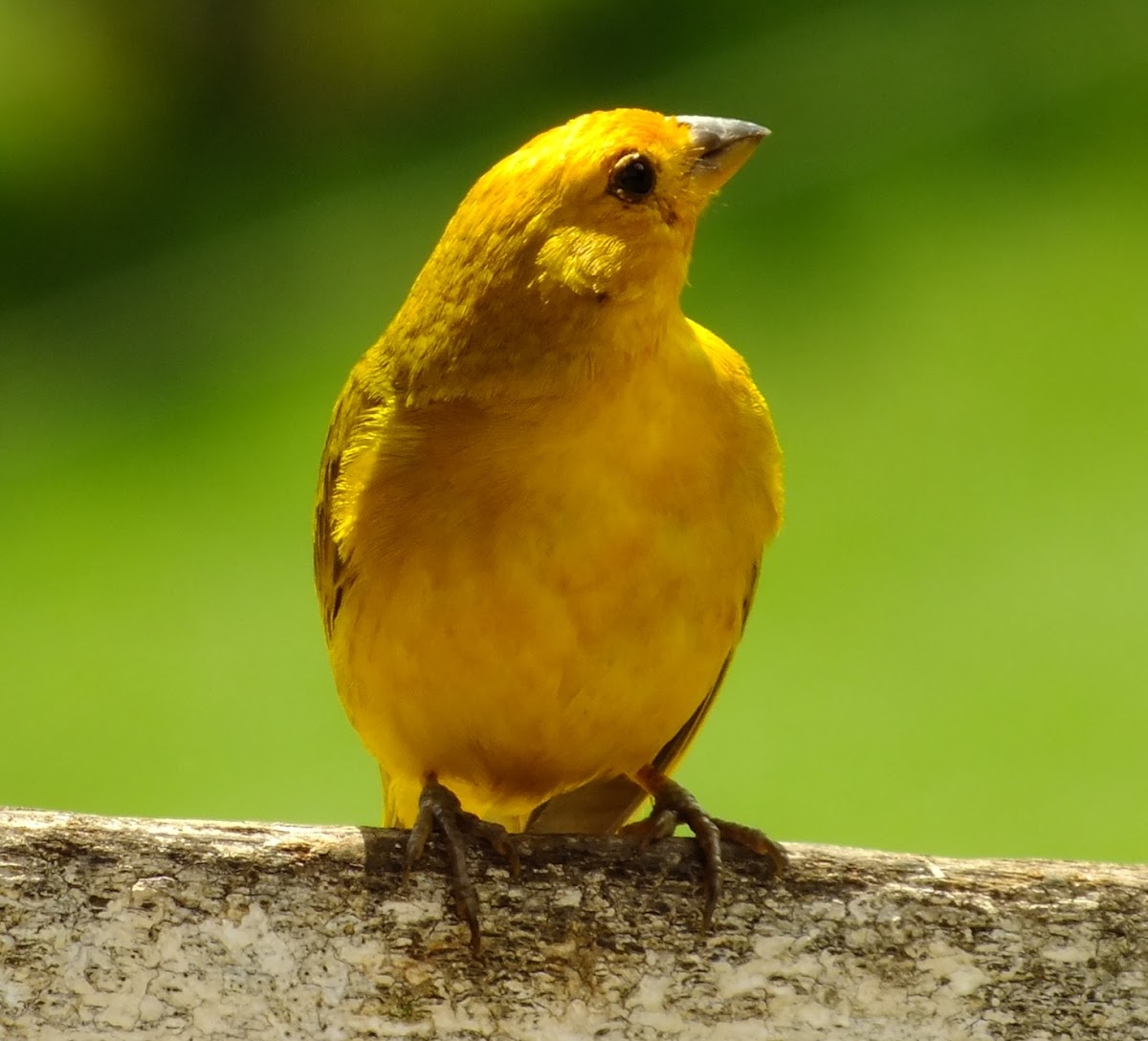 Saffron Finch; Canário da Terra verdadeiro (Brazil)