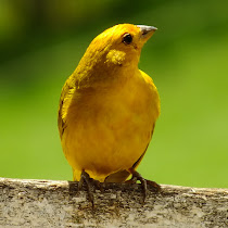 Brazilian Birds - Aves Brasileiras
