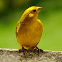 Saffron Finch; Canário da Terra verdadeiro (Brazil)