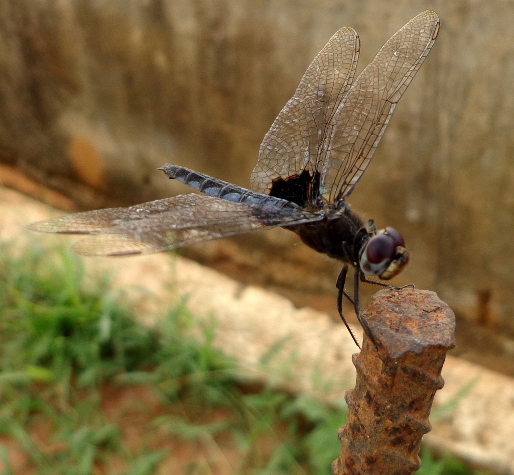 Dragonfly