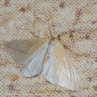 Vestal Moth