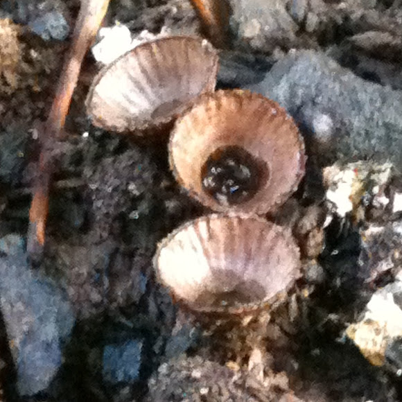 Bird Nest Fungi Project Noah