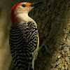 Red-bellied Woodpecker