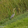 purple heron