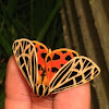 Virgin tiger moth