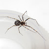 Dome-weaver spider
