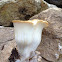 Oyster mushroom