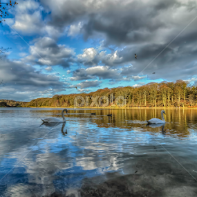 Swanning about. .. by Roy Tuangco - Landscapes Waterscapes