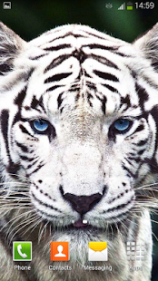 White Tiger Live Wallpaper(圖1)-速報App