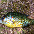 Pumpkinseed