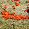 Red Jelly-spot Fungus