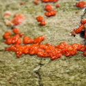 Red Jelly-spot Fungus