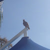 California hawk