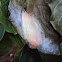 Ailanthus silkmoth (pupae)