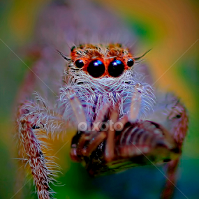 Sharp eyes by A Friyana Wiradikarta - Animals Insects & Spiders