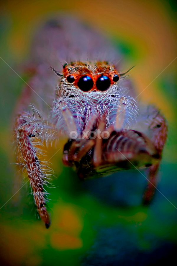 Sharp eyes by A Friyana Wiradikarta - Animals Insects & Spiders