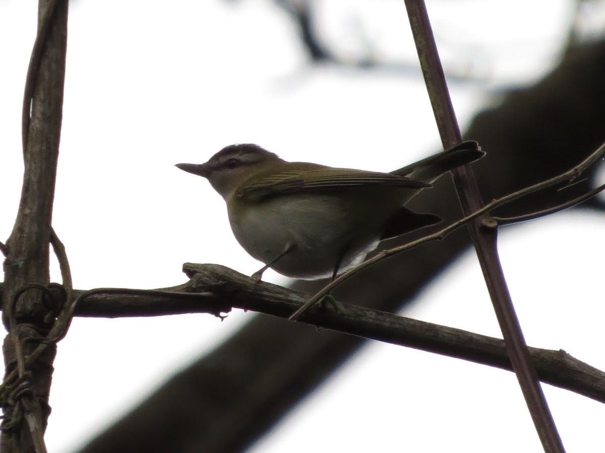 Red eyed Vireo