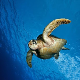 How to get Turtle Great Live Wallpapers 1.0.1 unlimited apk for android