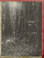 Bomen in het oerwoud