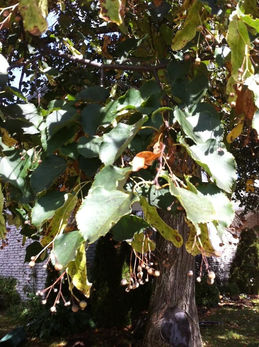 American Linden or American Basswood
