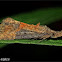 Green Cloverworm Moth