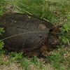 Snapping Turtle