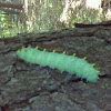 Cecropia Moth (Caterpillar stage) 