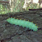 Cecropia Moth (Caterpillar stage) 
