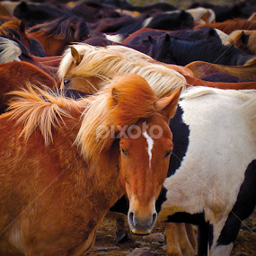 Herd of Icelandic horses by Kristján Karlsson - Animals Horses