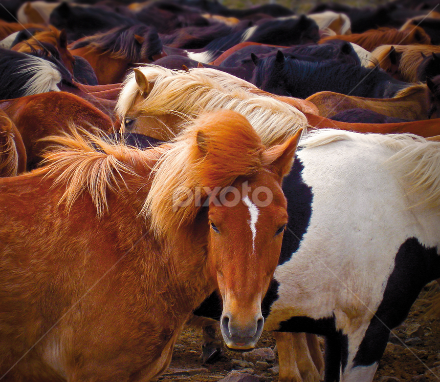Herd of Icelandic horses by Kristján Karlsson - Animals Horses