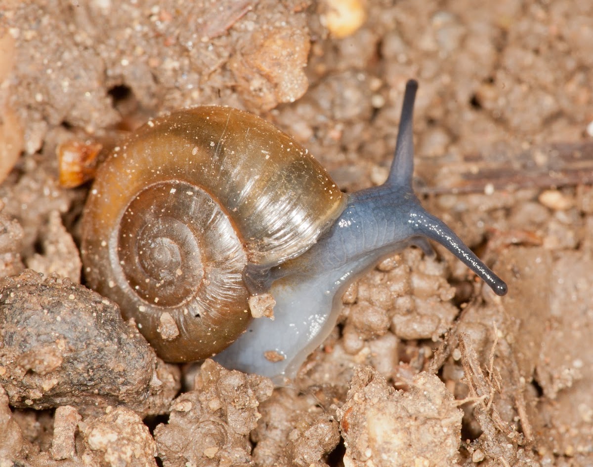 snail