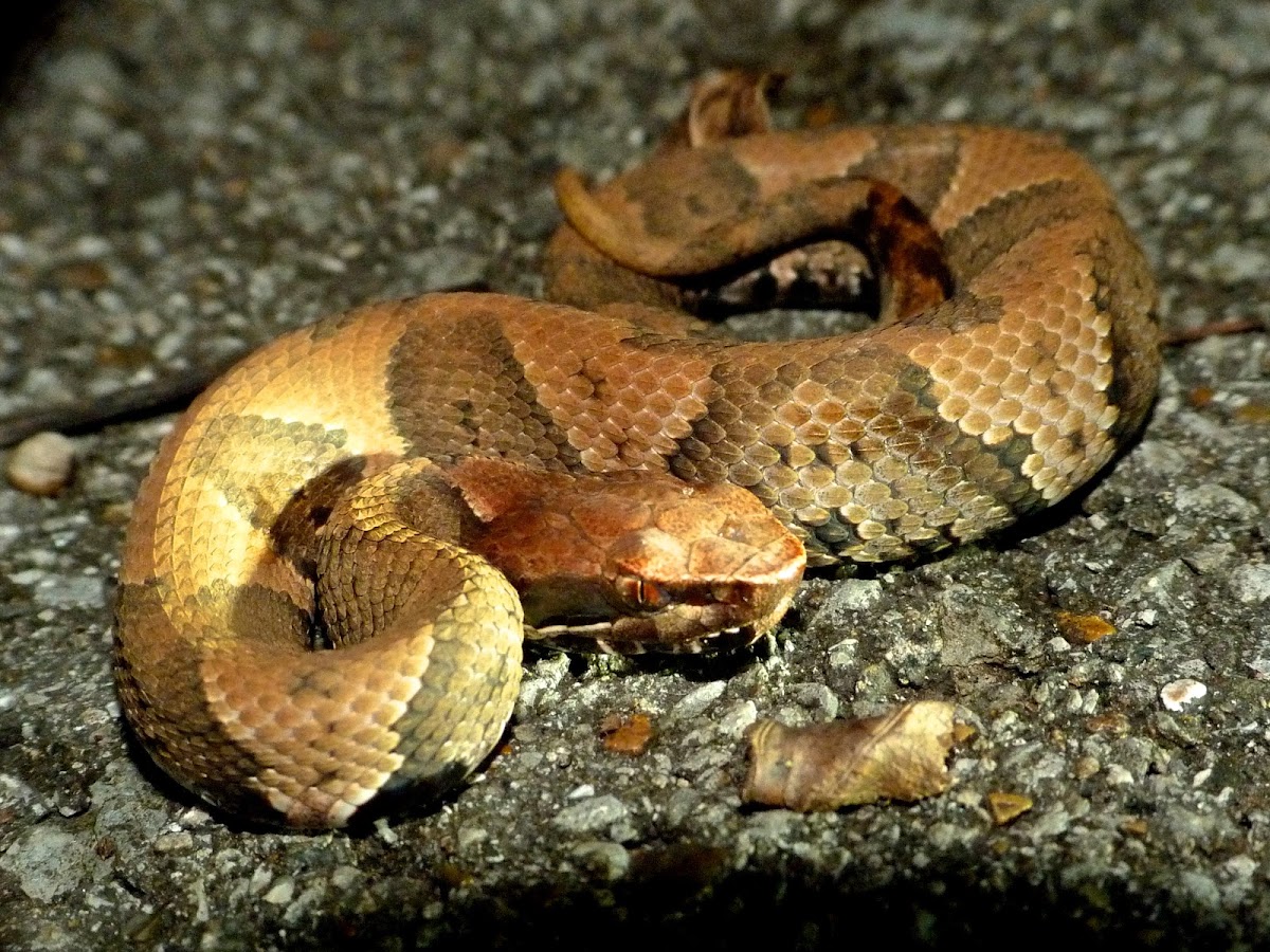 Cottonmouth (young of the year) Project Noah