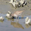 Short-billed Dowitcher